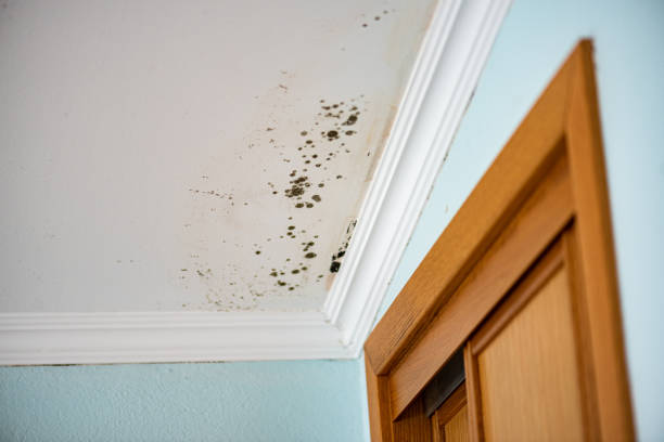 Best Local Mold Removal Service  in Third Lake, IL