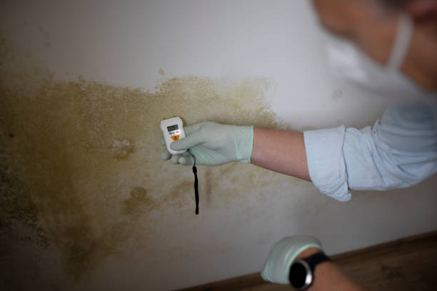 Best Black Mold Removal  in Third Lake, IL