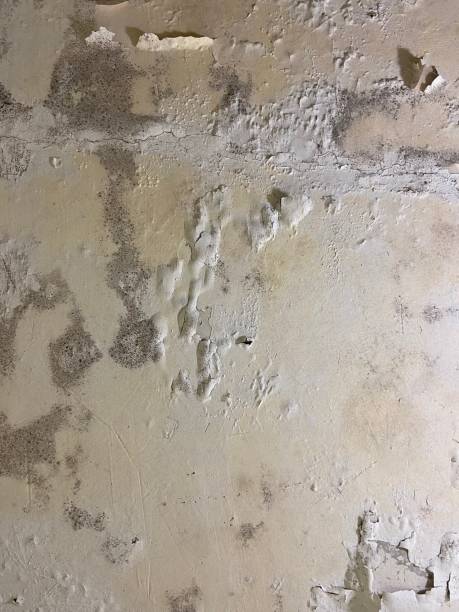 Best Home Mold Removal  in Third Lake, IL